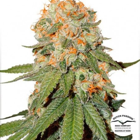 Orange Bud ® Regular cannabis plant
