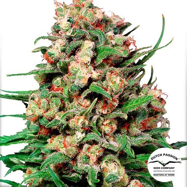 View Skunk 1 Regular cannabis plant