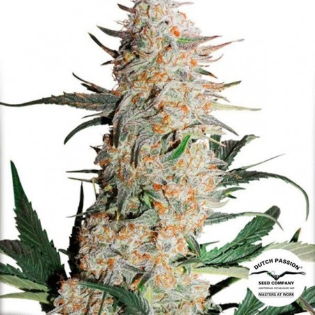Critical Orange Punch Cannabis Plant