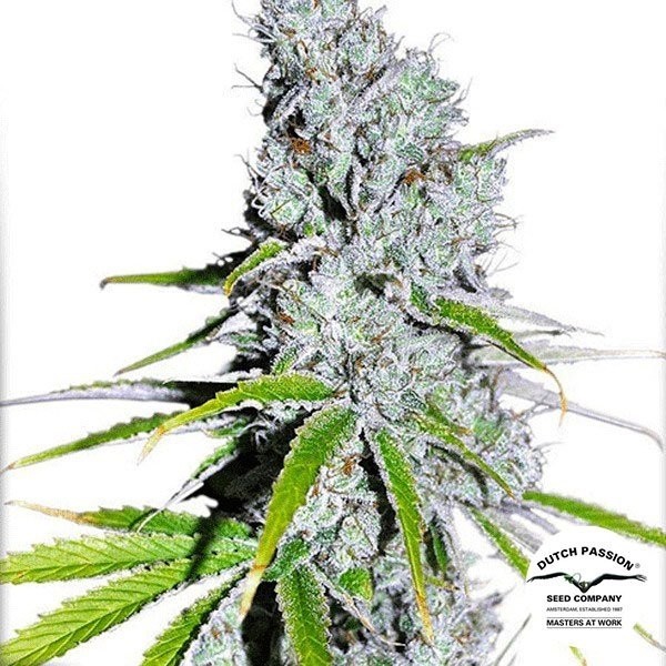 View CBD Skunk Haze Cannabis Plant