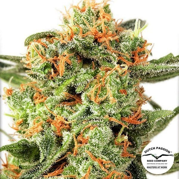 View Orange Hill Special Cannabis Plant
