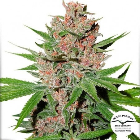 Passion Fruit Cannabis Plant