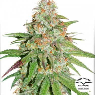Glueberry OG Cannabis Plant