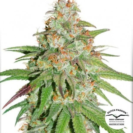 Glueberry OG Cannabis Plant