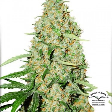 Think Fast Cannabis Plant