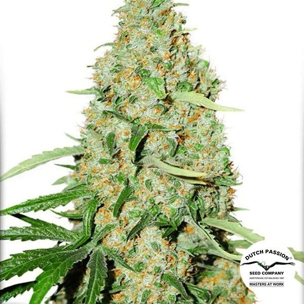 Think Fast Cannabis Plant