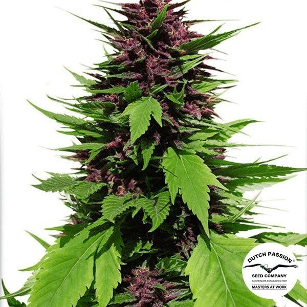 View Frisian Duck cannabis plant