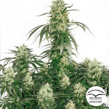 The Ultimate cannabis plant