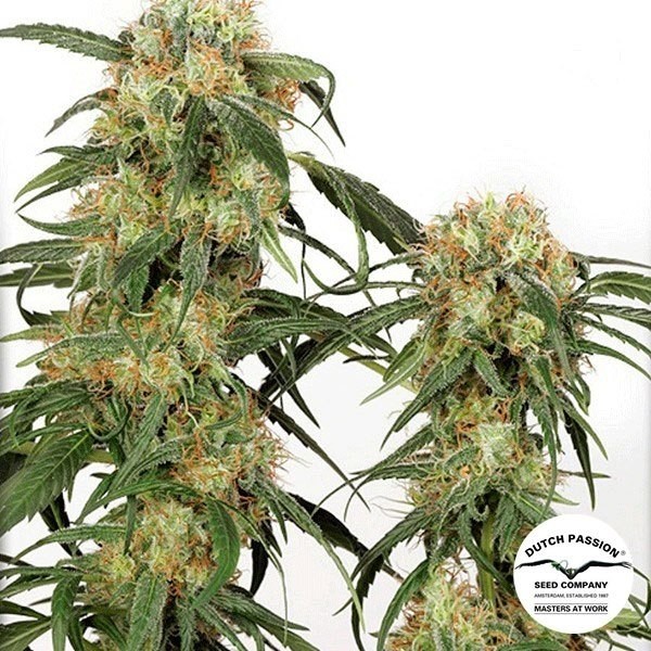 View Pamir Gold marijuana plant