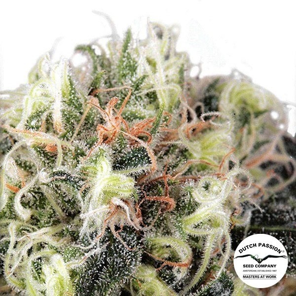 View Snow Bud marijuana plant