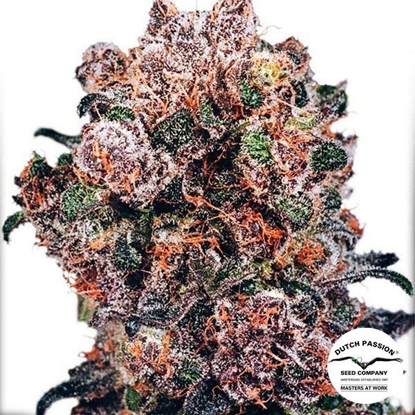 View Blueberry marijuana plant
