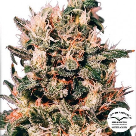 Euforia marijuana plant