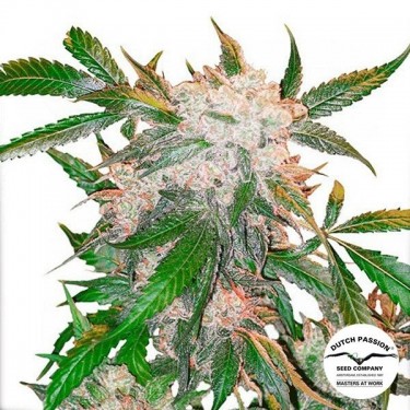White Widow marijuana plant
