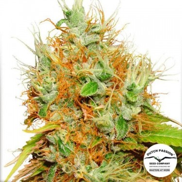 Mazar marijuana plant