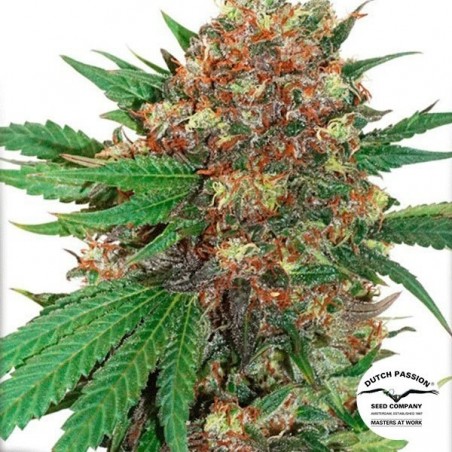 Masterkush marijuana plant