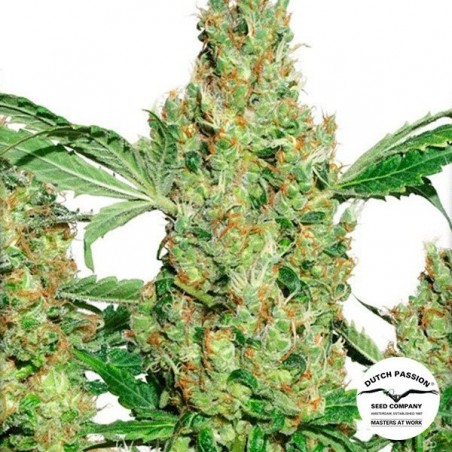 Power Plant cannabis