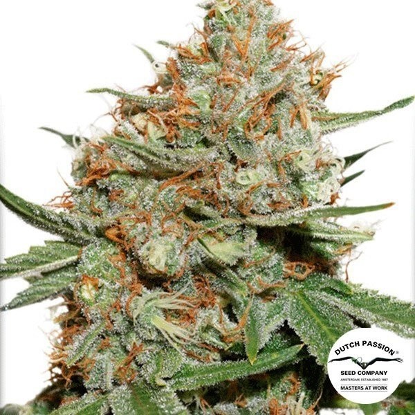 View Skunk 11 cannabis plant