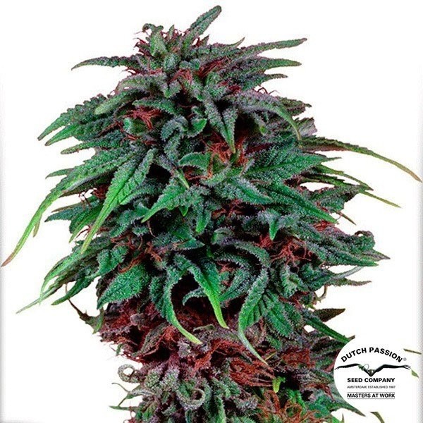 View Durban Poison cannabis plant