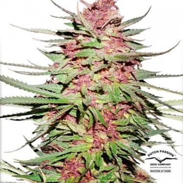 Purple 1 cannabis plant