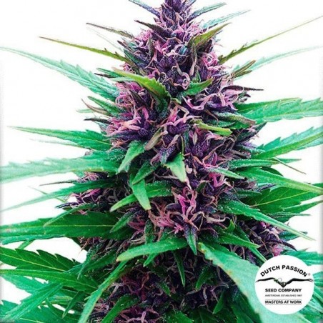 Shaman marijuana plant