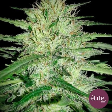 Juanita La Lagrimosa CBD cannabis strain