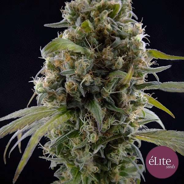 View Solodiol CBD Cannabis Plant