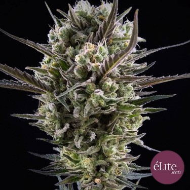 Llimonet Haze Clásica CBD Cannabis Plant
