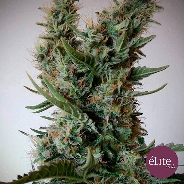 View Jack Ultra CBD by Elite Seeds Feminized - GB