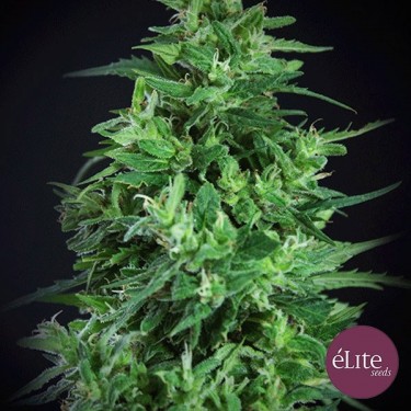 Llimonet Haze Ultra CBD cannabis plant