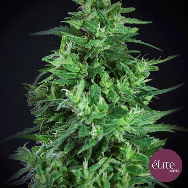 View Llimonet Haze Ultra CBD cannabis plant