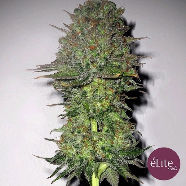 View Meganuska cannabis plant