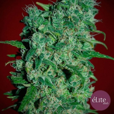 Llimonet Haze Clásica THC cannabis plant