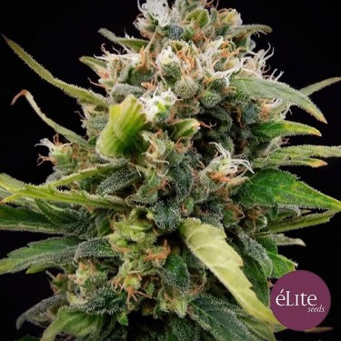 La Rica Clásica THC cannabis plant