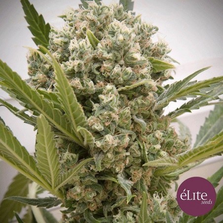 La Katana cannabis plant