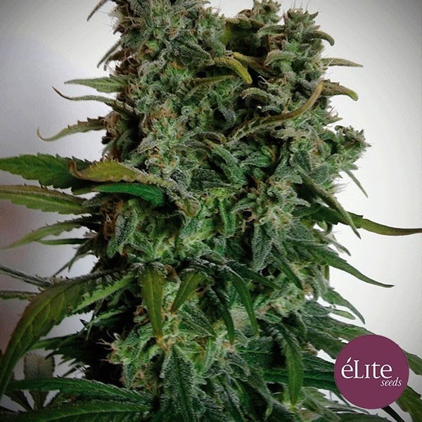 View Elite 47 cannabis plant