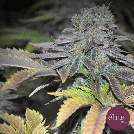 Marijuana plant