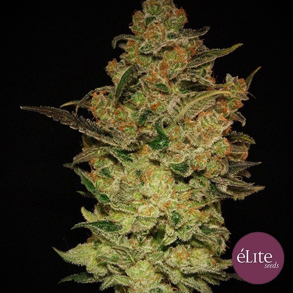 View Caprichosa Thai cannabis plant