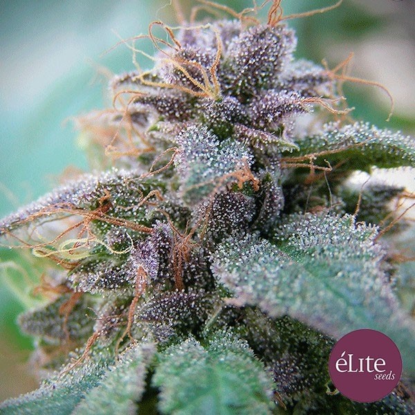 View Blue Elite Indica cannabis plant