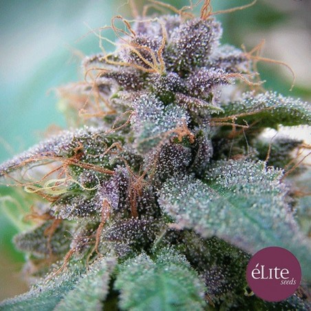Blue Elite Indica cannabis plant