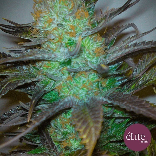 View Black Hole cannabis plant