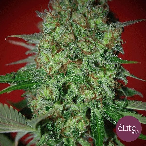 View Bestial Skunk cannabis plant
