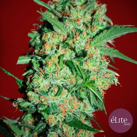 Banana Joint cannabis plant