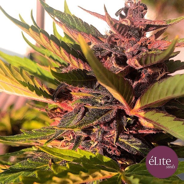 Dark Rose Auto CBD Marijuana Plant