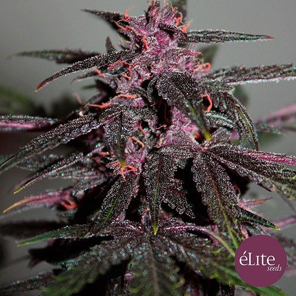 Purplediol Auto CBD Marijuana Plant