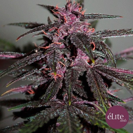 Purplediol Auto CBD Marijuana Plant