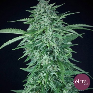 Llimonet Haze CBD 100% Autoflowering - GB