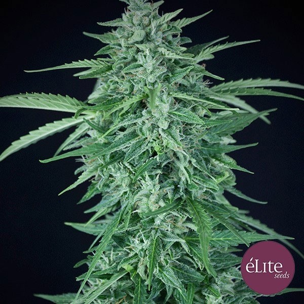 Llimonet Haze CBD 100% Autoflowering - GB
