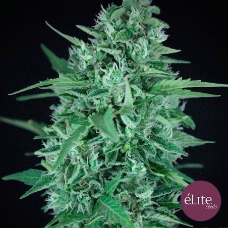 La Rica CBD Autoflowering by Elite Seeds - GB