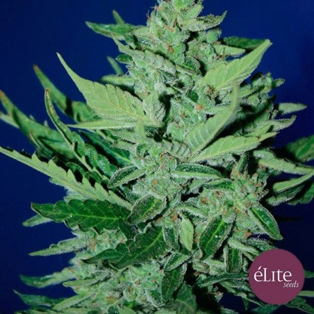 Goliat Auto cannabis plant