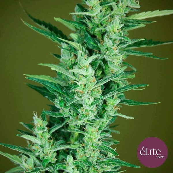 View Elite 47 Auto cannabis auto